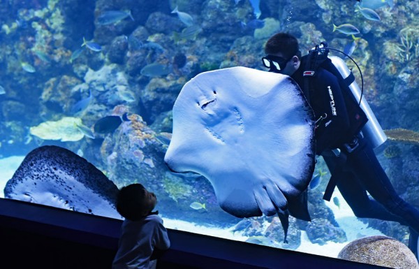 Dive With Sharks in Hurghada Aquarium