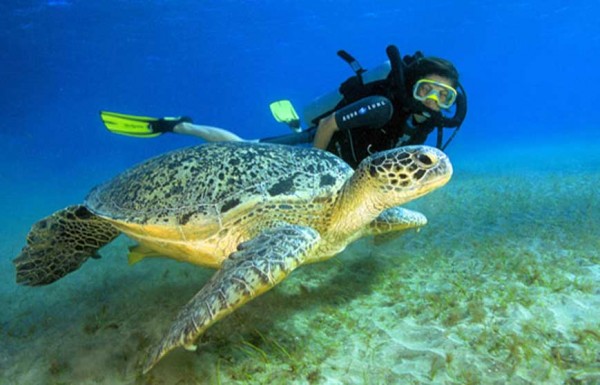 Scuba Diving