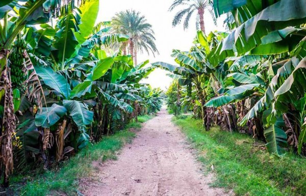 Luxor Sunset Felucca Ride and Banana Island